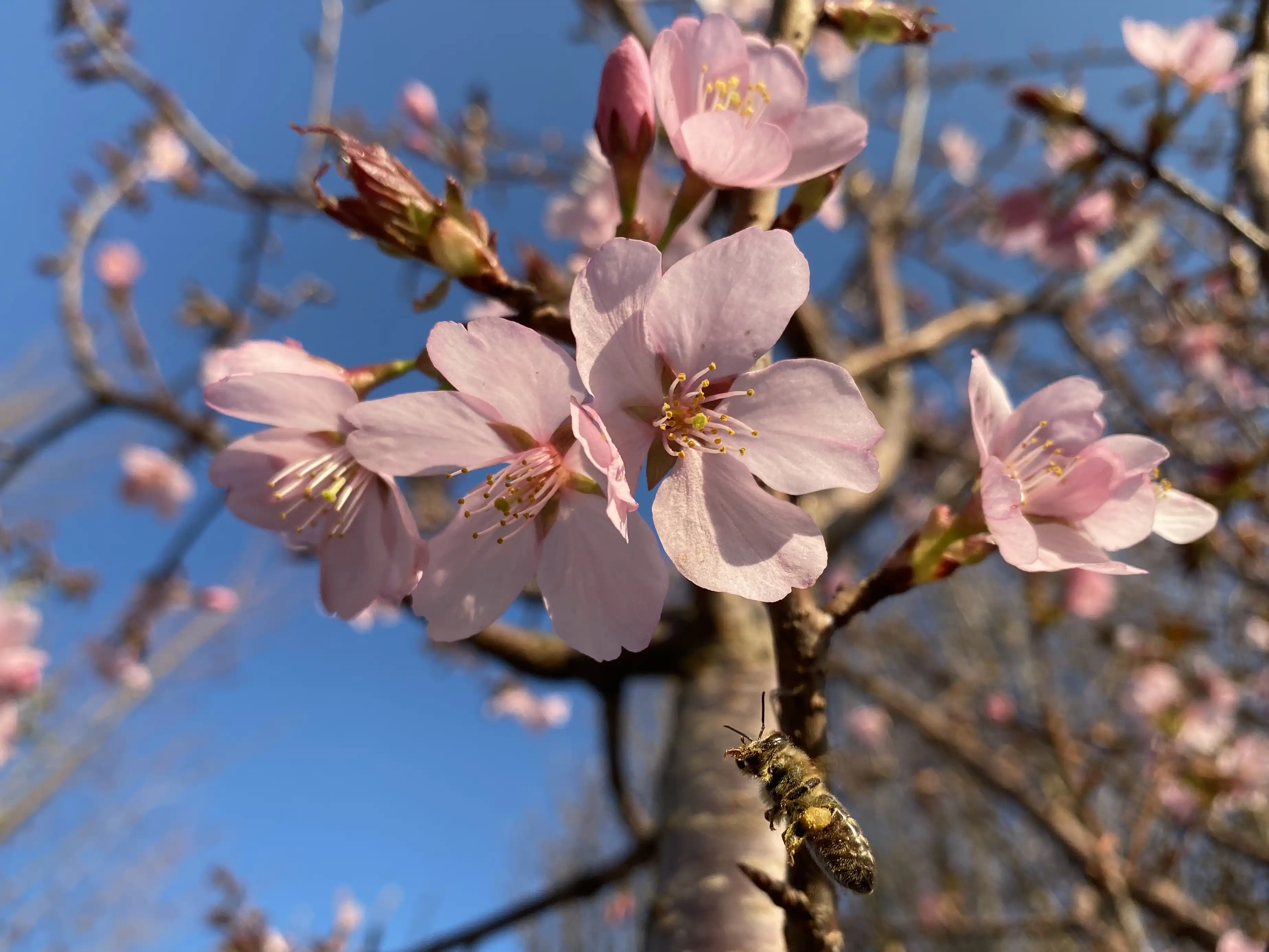 Kirschblüte mit Biene